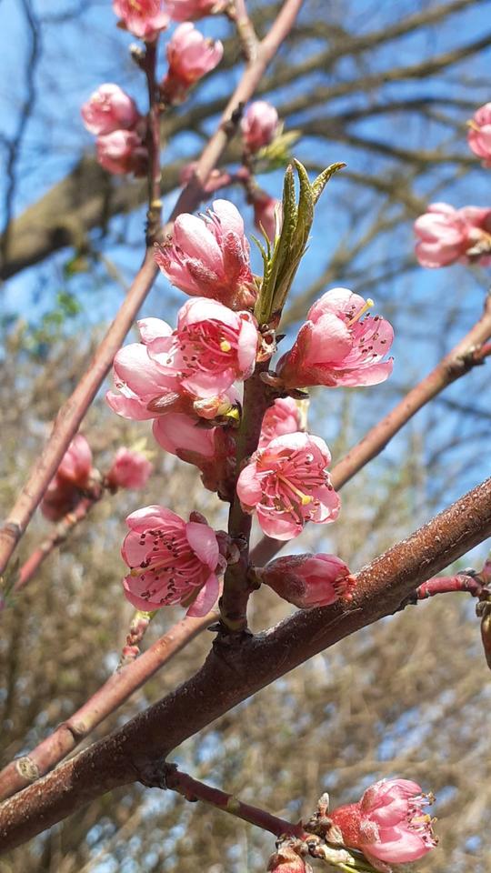 Thumbnail-Den nächsten Frühling im eigenen kleinen Paradies erleben?