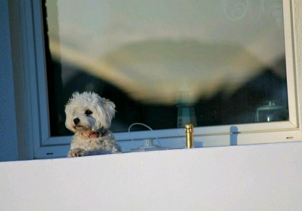 Thumbnail-Ferienwohnung Sylt 6 Personen Hund am Strand