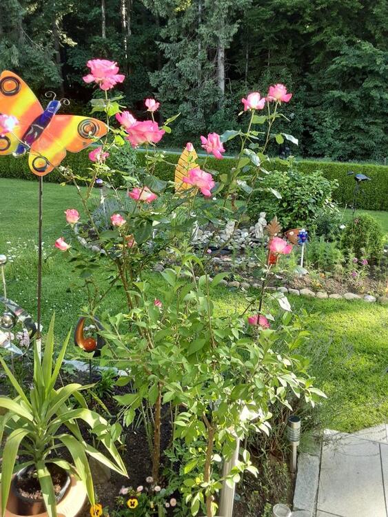 Thumbnail-Ferien im Bay.Wald Bayern grosse Ferienwohnung