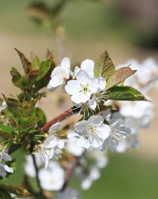 Thumbnail-Wohnen im Kirschendorf