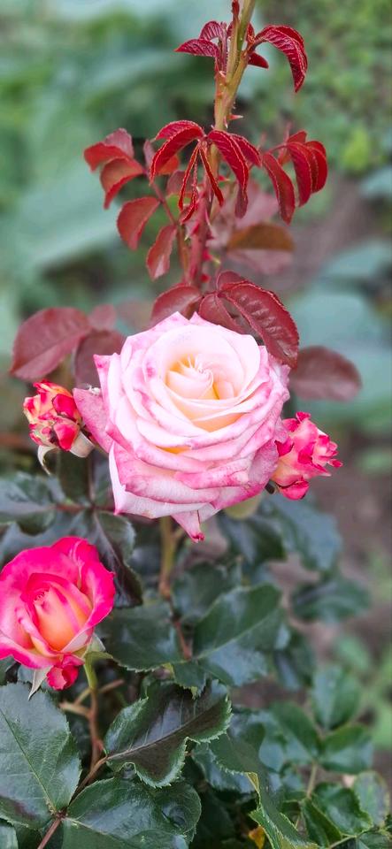 Thumbnail-Pachtgarten