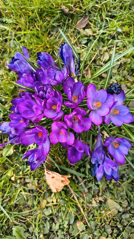 Thumbnail-Neuwertiges Gartenhaus mit Holzherd für eine Auszeit