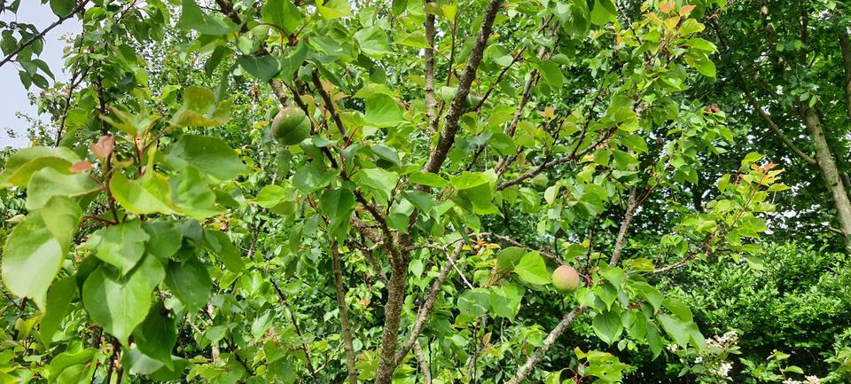 Thumbnail-Kernsanierungsobjekt mit iSFP von Privat