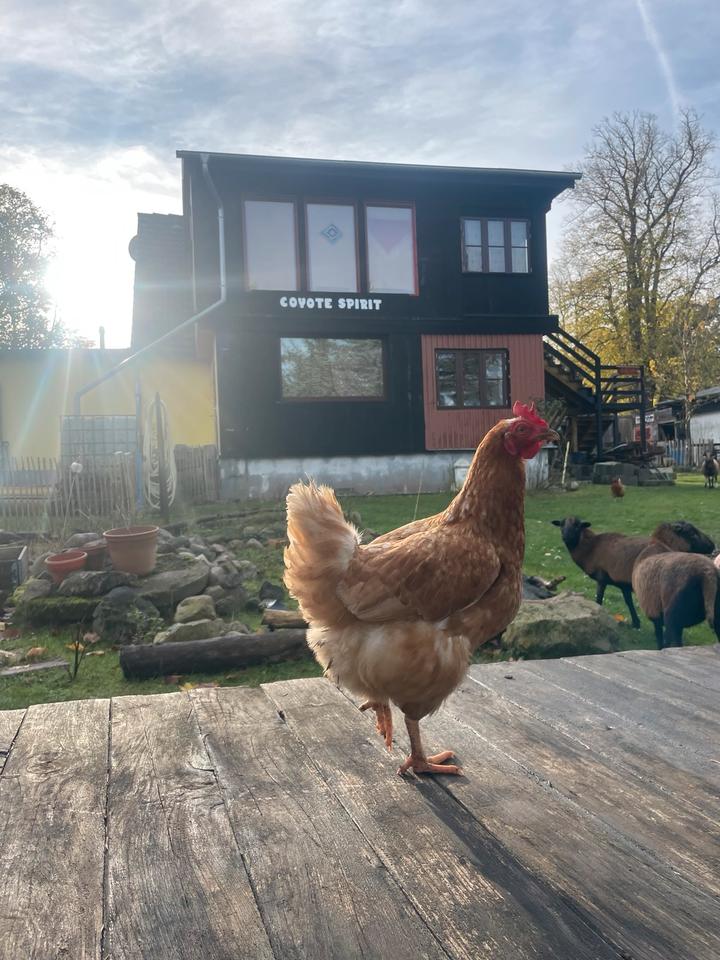 Thumbnail-Traumhafte Einliegerwohnung in 23992 Passee zu vermieten