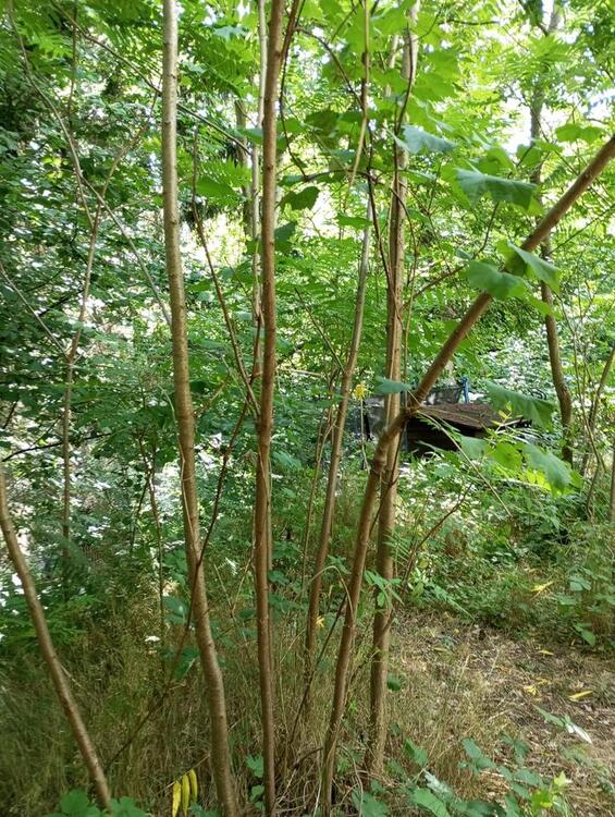 Thumbnail-Haus mitten in der Natur im Vogelschutzgebiet