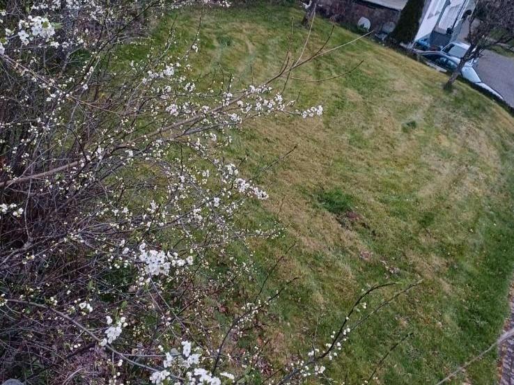Thumbnail-Grundstück in der Vulkaneifel zu vermieten