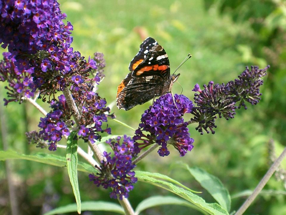 Thumbnail-Wohnung im Außenbereich Wiggensbach