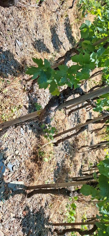 Thumbnail-Weinberg Terrassenlage in Ahrweiler