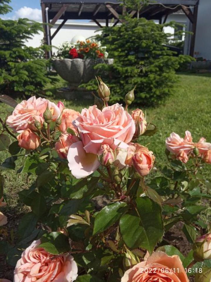 Thumbnail-3-Zi Wohnung in Bienenbüttel