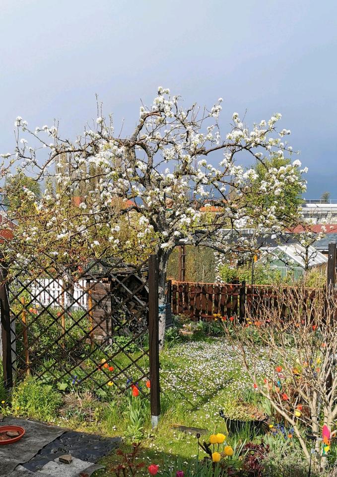 Thumbnail-Kleingarten zur Pacht in Dresden-Cotta