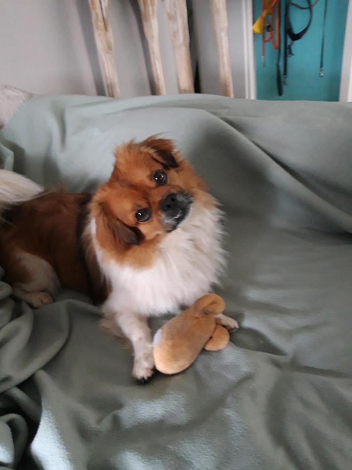 Thumbnail-Biete lieben Hund mit Frauchen als Dauermieter