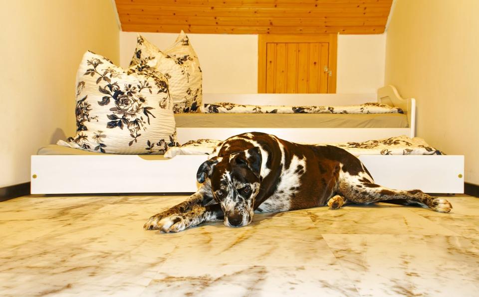 Thumbnail-❤️ Urlaub mit Hunden im wunderschönen Mittelfranken ❤️