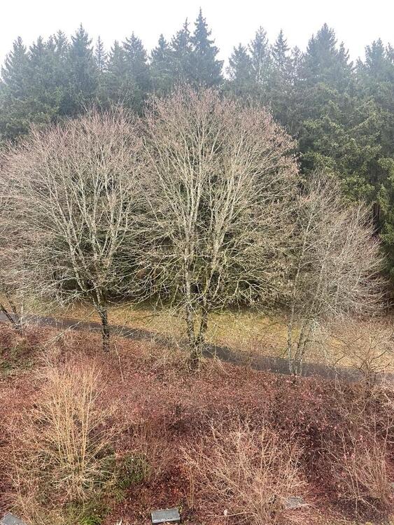 Thumbnail-2-Zimmer Wohnung mit herrlichem Ausblick -Waldrandlage