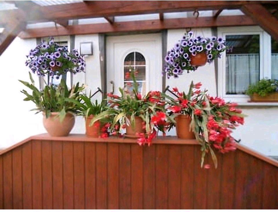 Thumbnail-Ferienwohnung für 2 Personen zu vermieten