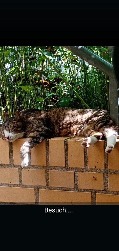 Thumbnail-Sehr schöne Wohnung im Souterrain