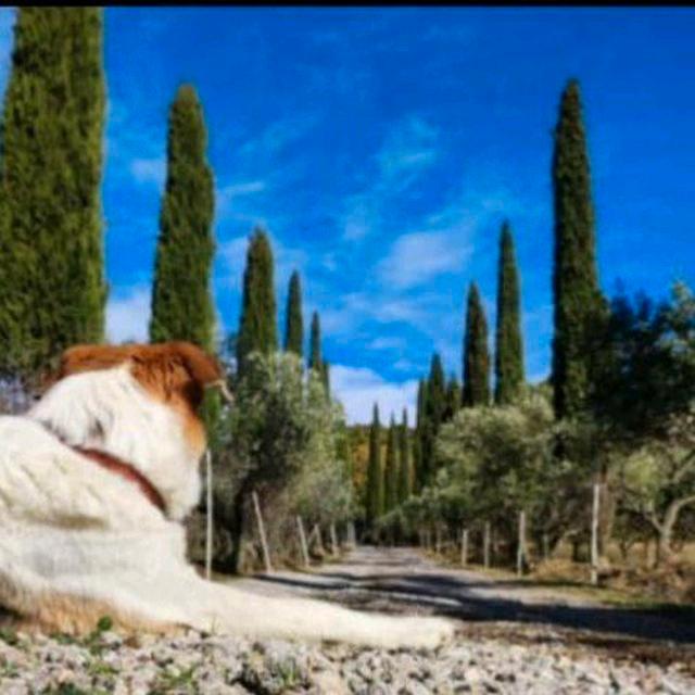 Thumbnail-schönes Bauernhaus in der Toskana