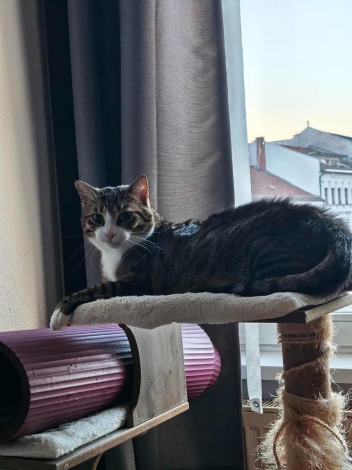 Thumbnail-Free Room in Prenzlauer Berg