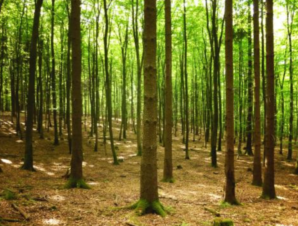 Thumbnail-Waldgrundstück bei Gruibingen | 5843m²