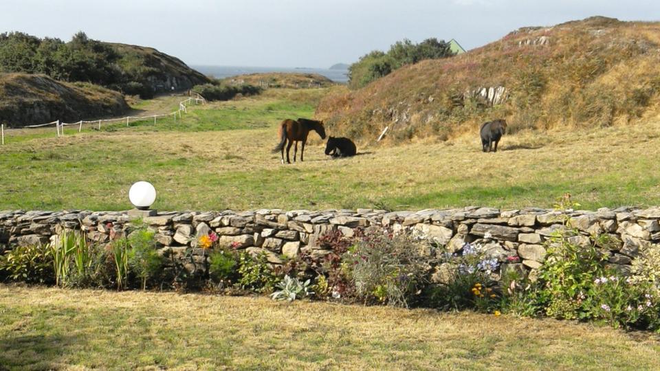 Thumbnail-Irland, Westcork - Land für Pferde,- Schafhaltung zu vermieten