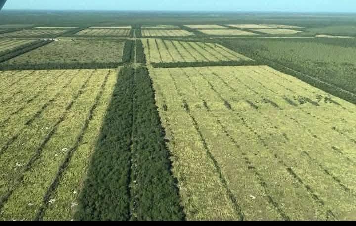 Thumbnail-Investitionsoase im Herzen Südamerikas: 12500 Ha.