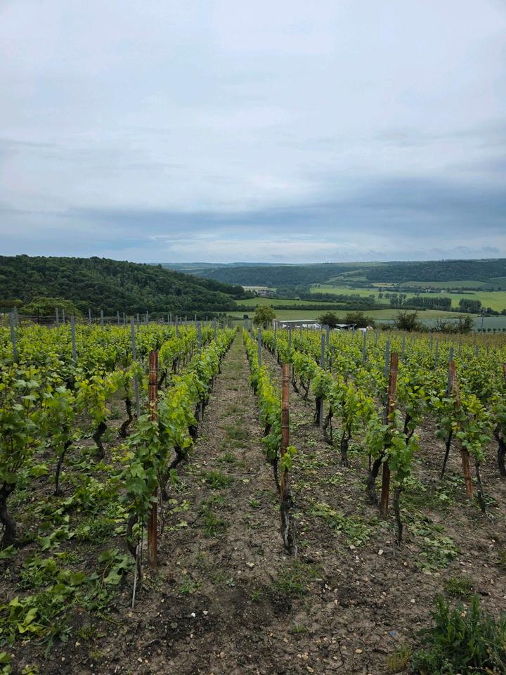 Thumbnail-Weinberg Dorndorfer Rappental mit bewohnbarer Hütte,Strom,Wasser