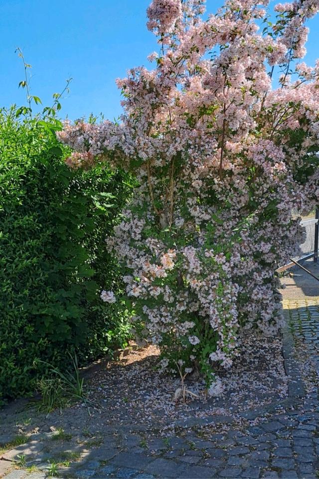 Thumbnail-Kleingarten, Schwarzer Bär, Torgau