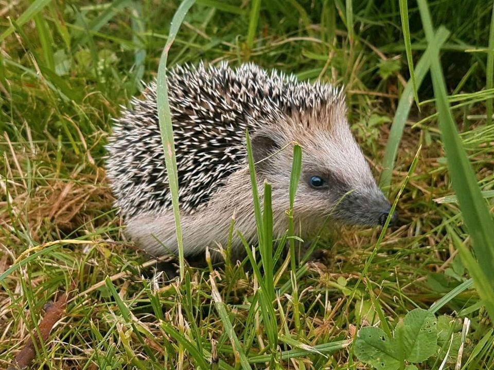 Thumbnail-Resthof mit Pferdestall, Auslauf und viiiel Platz für Ideen