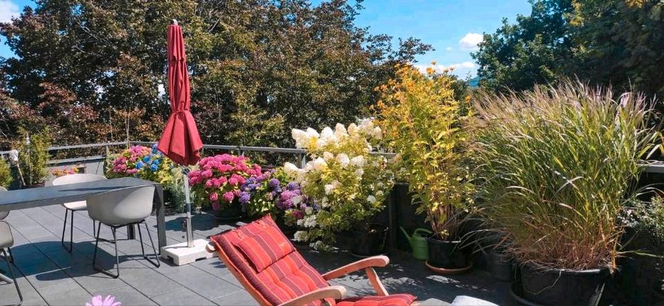 Thumbnail-Top Penthouse in den Baumwipfeln von Privat