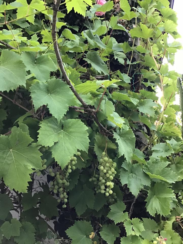 Thumbnail-3 - Zimmer Wohngg Dresden Neustadt