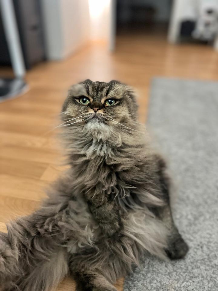 Thumbnail-Zimmer in 2er Wohnung für( APRIL) mit zwei Katzen