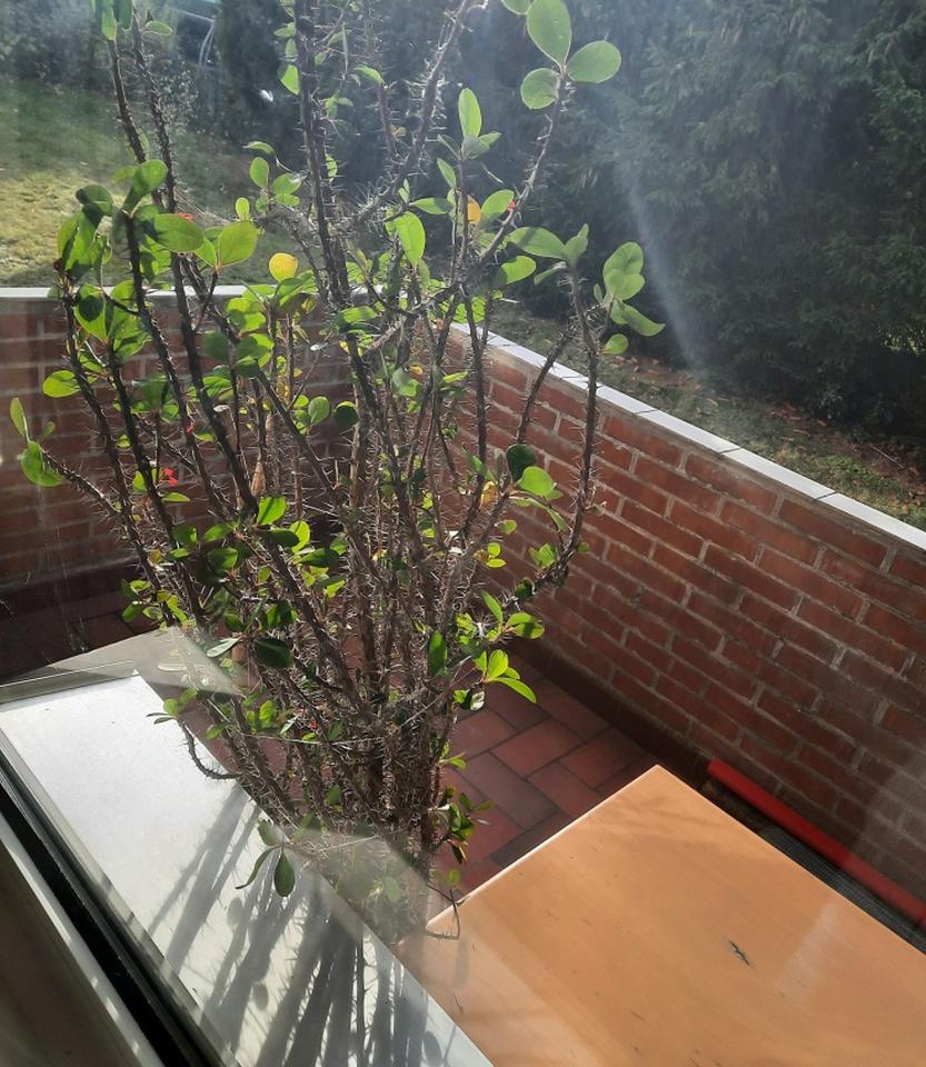 Thumbnail-2 Zimmer Wohnung