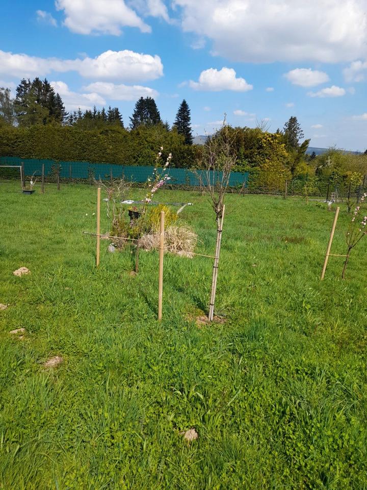 Thumbnail-Freizeitgrundstück Garten ca. 800m²