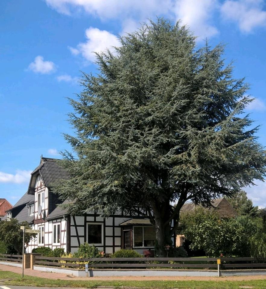 Thumbnail-Idyllisches Fachwerkhaus Zweifamilienhaus 10 Zimmer