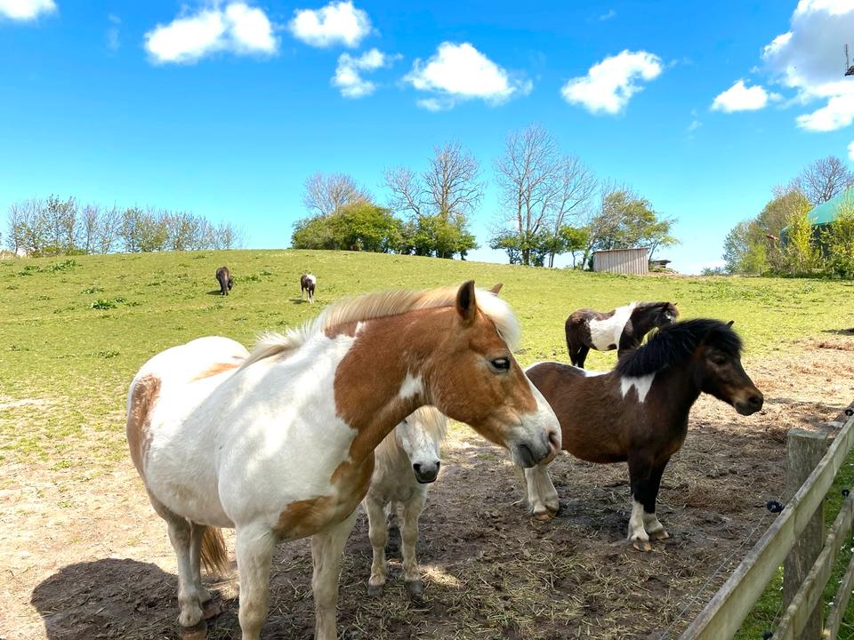 Thumbnail-Ferienwohnung 2-4 Pers frei ! Ponyreiten inkl.