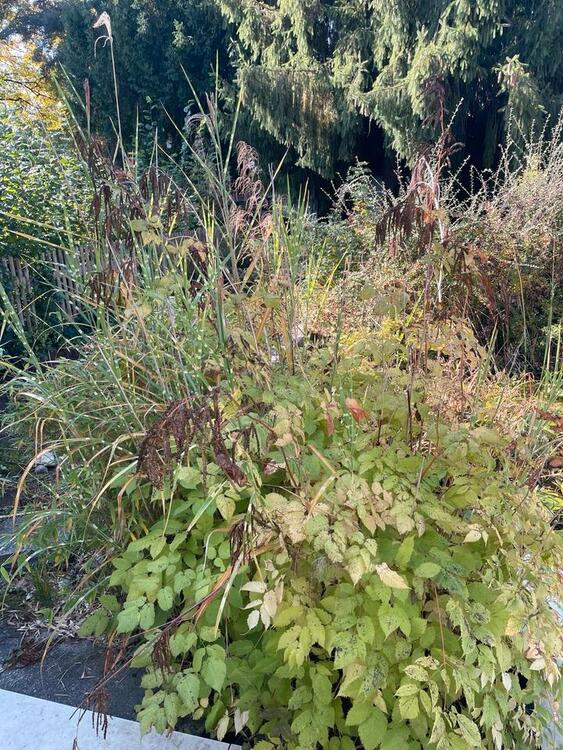 Thumbnail-Souterrain Wohnung 2 Zimmer mit kleiner Terrasse