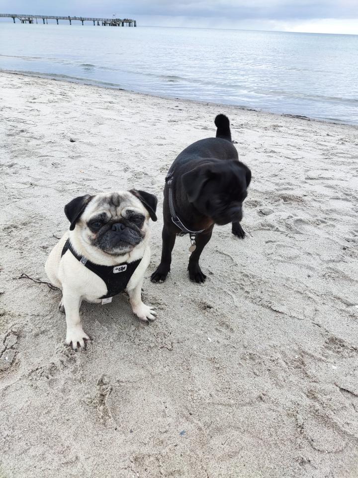 Thumbnail-Boltenhagen, Ferienhaus, 6 Pers., 400m z. Strand, hundefreundlich