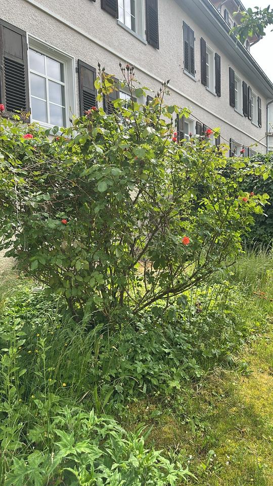 Thumbnail-4-Zimmer-Wohnung mit 105 m² HDH