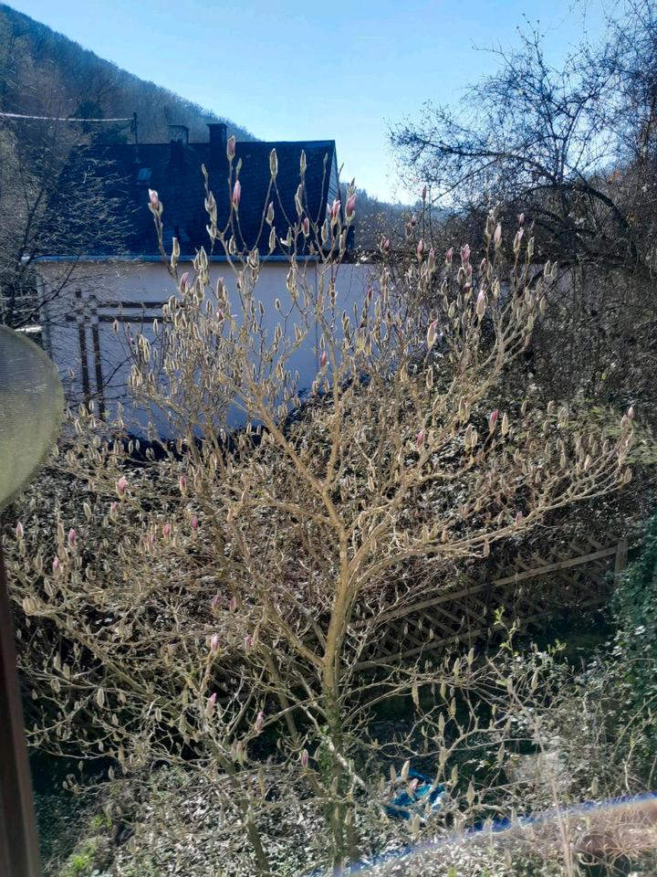 Thumbnail-Renovierte 2-Zimmer im Grünen