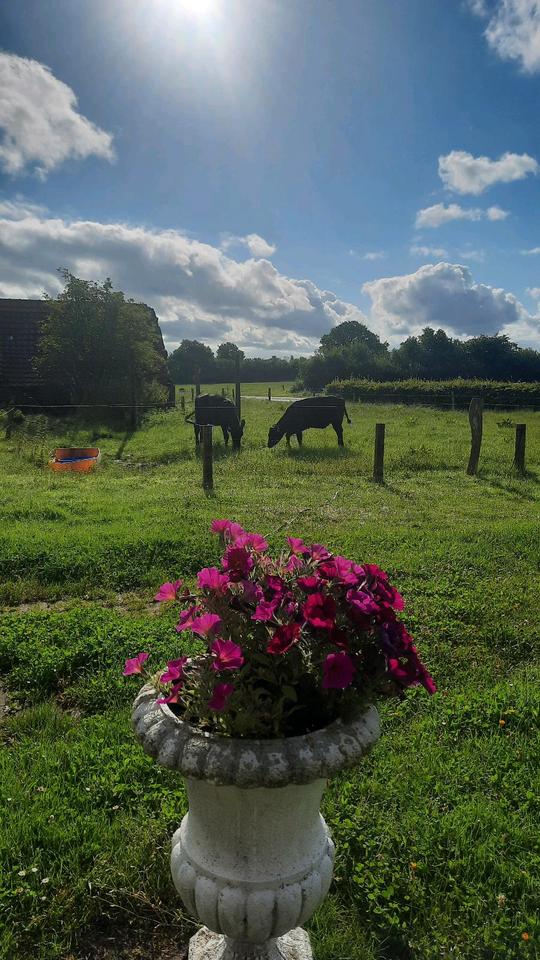 Thumbnail-Urlaub auf dem Lande Ferienwohnung mit Hund Nordsee
