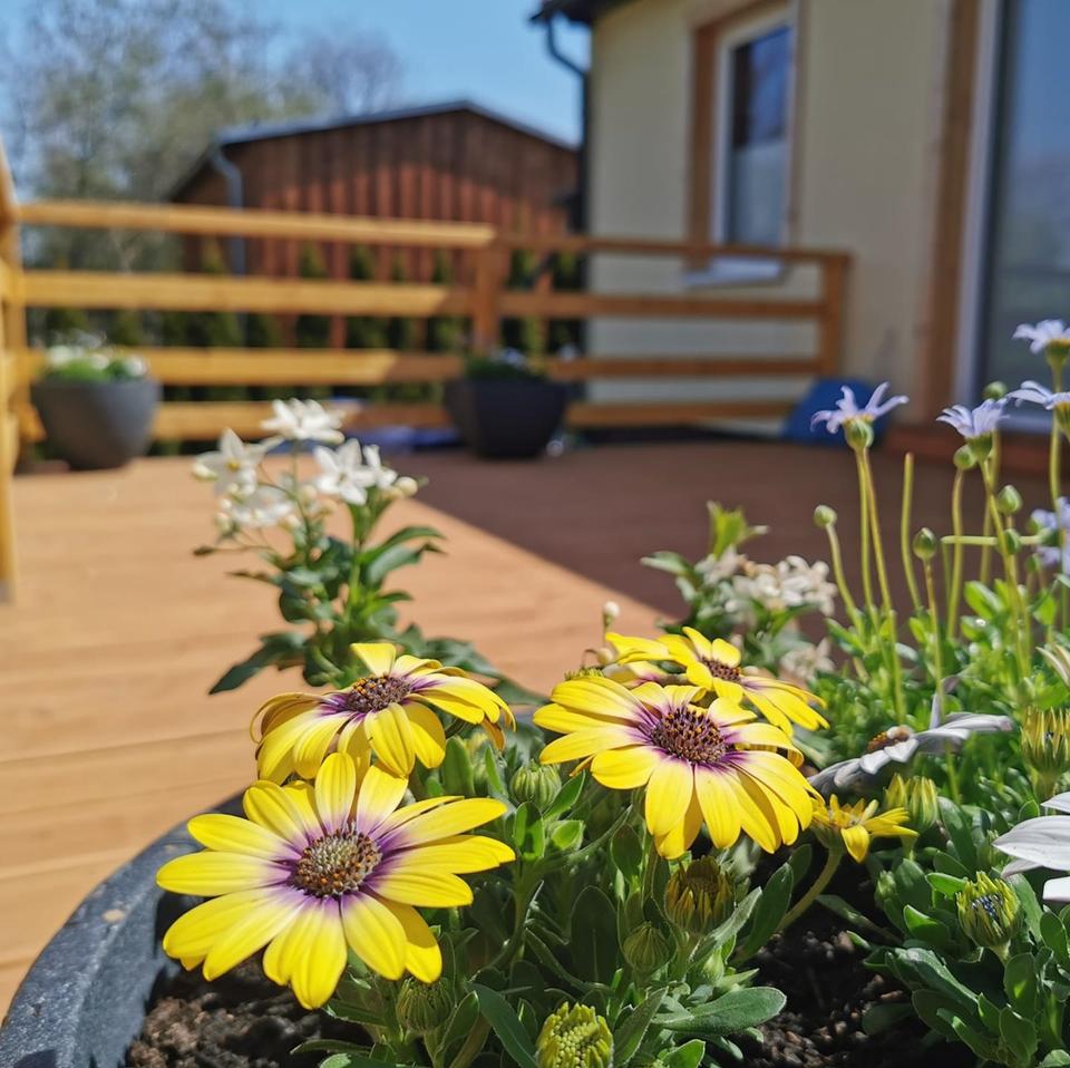 Thumbnail-Ferienhaus Harzblüte - Der Frühling ruft - Ferienwohnung im Harz