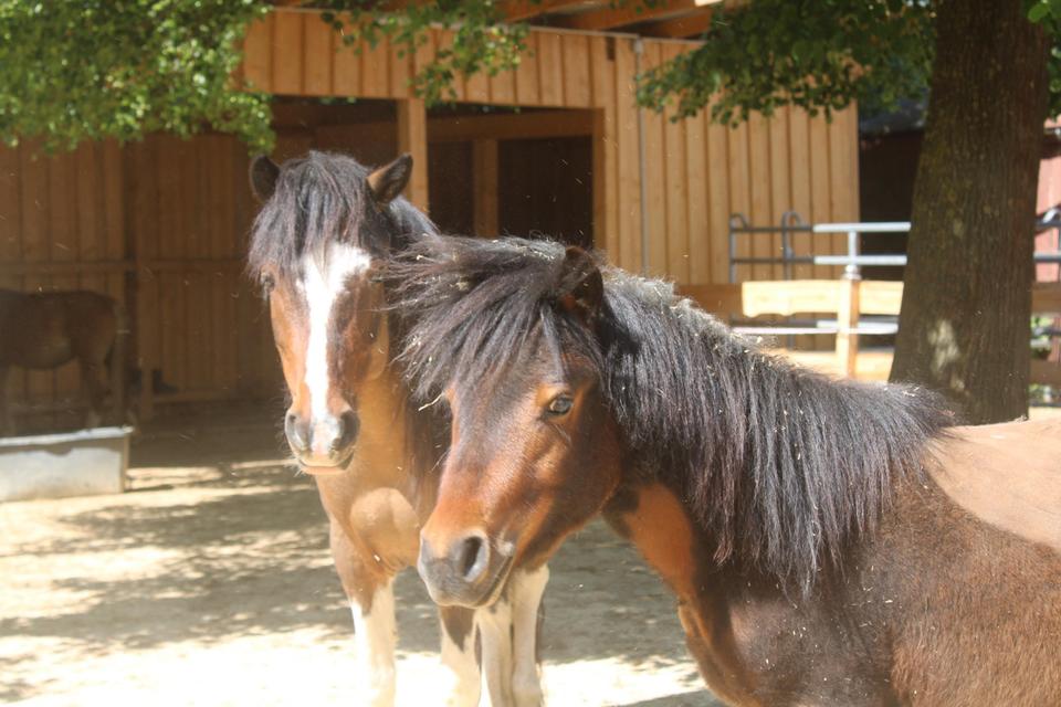 Thumbnail-Ferienwohnung auf dem Reiterhof * Urlaub mit Pferden
