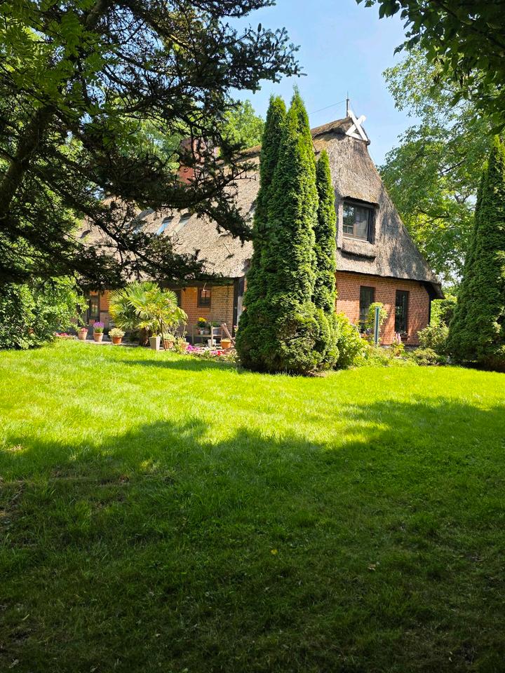 Thumbnail-Wohntraum unter Reet