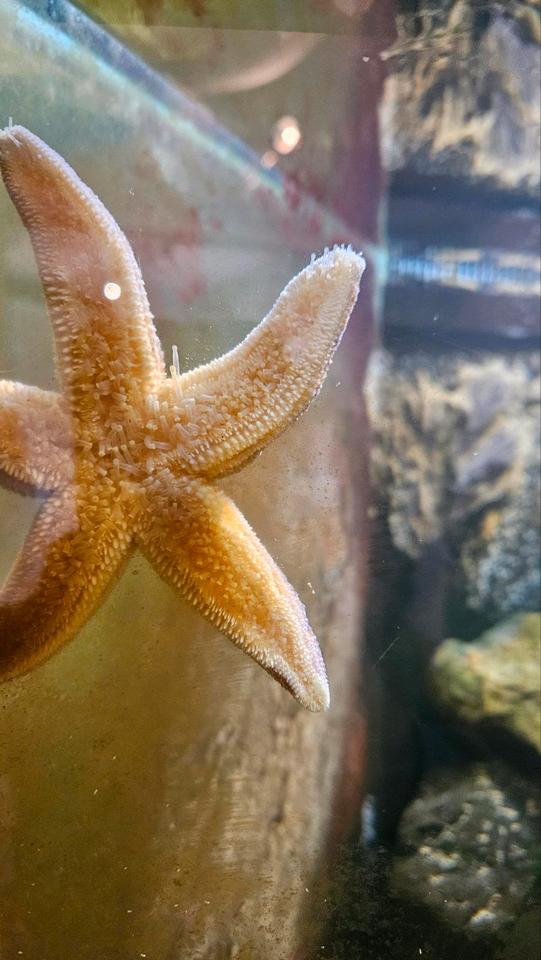 Thumbnail-2026 ⚓️ Nordsee 〰️ Ferienhaus Ferienwohnung 〰️ LastMinute