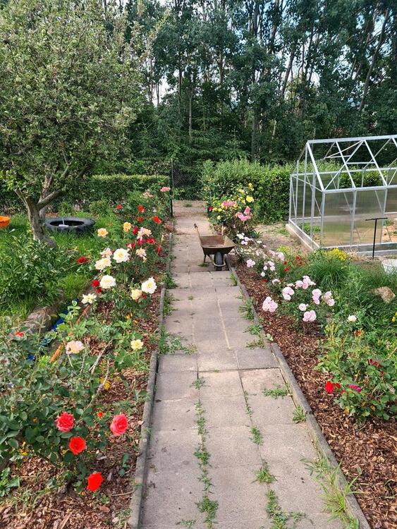 Thumbnail-Pirna- Feistenberg Pachtgarten OHNE Kleingartenverband