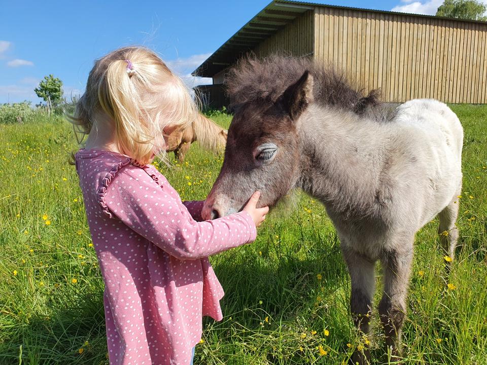 Thumbnail-Ferienwohnung Ostsee Urlaub Bauernhof Reiten Tiere Pferde