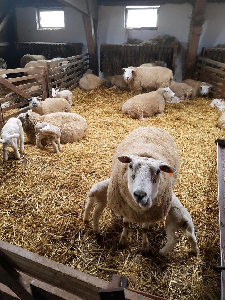 Thumbnail-Ab 11.04. noch frei, Ferienwohnung 1-4 P, Nordsee, Carolinensiel