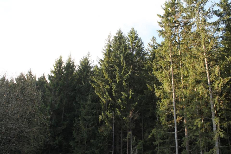 Thumbnail-am Waldrand gelegene, ruhige 2,5 Zimmerwohnung - ohne Nachzahlung