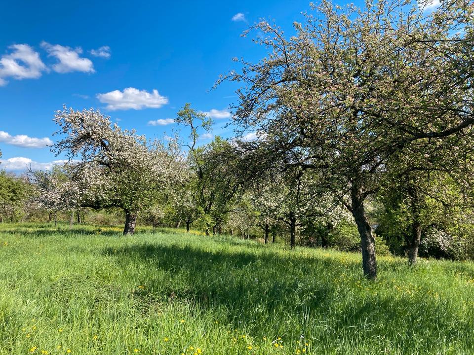 Thumbnail-Baumgrundstück Landkreis Ludwigsburg