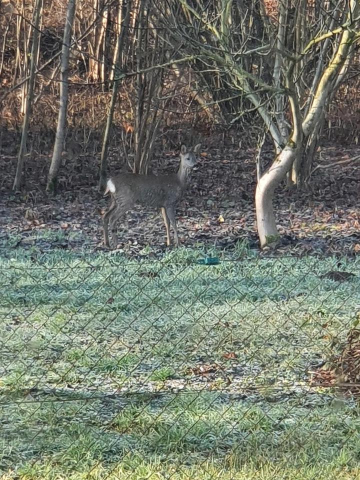 Thumbnail-Zweifamilienhaus zu verkaufen