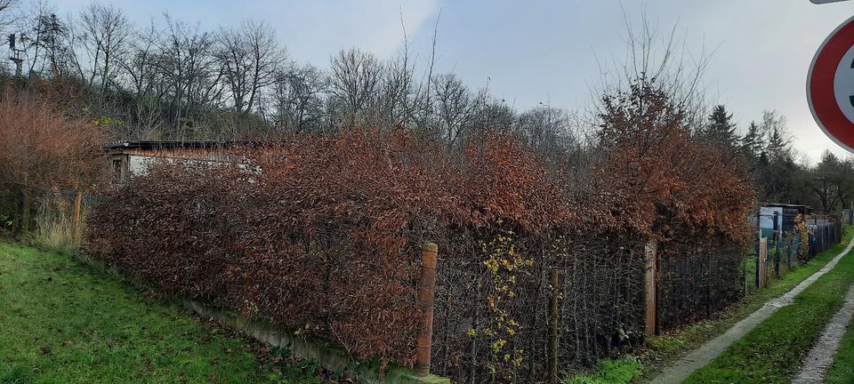 Thumbnail-Weimar Gartengrundstück mit Laube